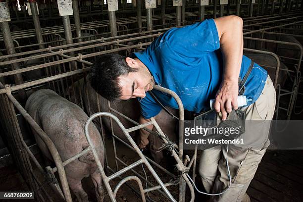 salamanca, spain, pig farmer checking pregnancy of an iberian pig with an ultrasound device - factory farming stock pictures, royalty-free photos & images