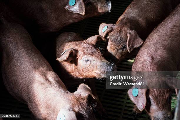 salamanca, spain, iberian piglets in a factory farm - schweinestall stock-fotos und bilder