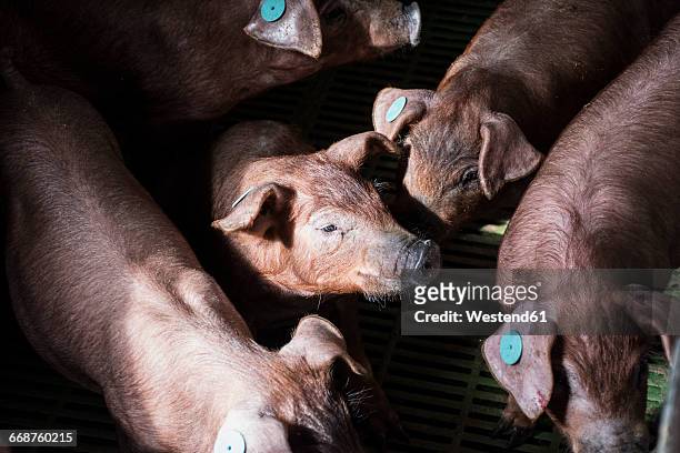 salamanca, spain, iberian piglets in a factory farm - pocilga imagens e fotografias de stock