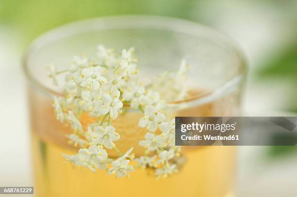 elder flower tea, cup with elderflowers - elderberry stock-fotos und bilder