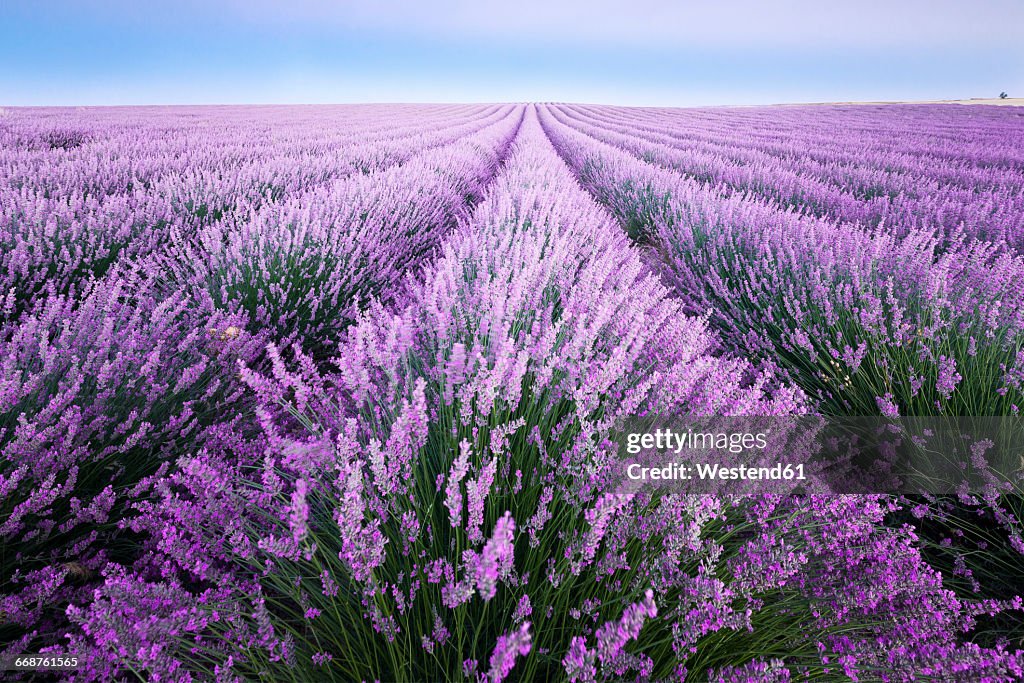 France, Provence, lavender fields