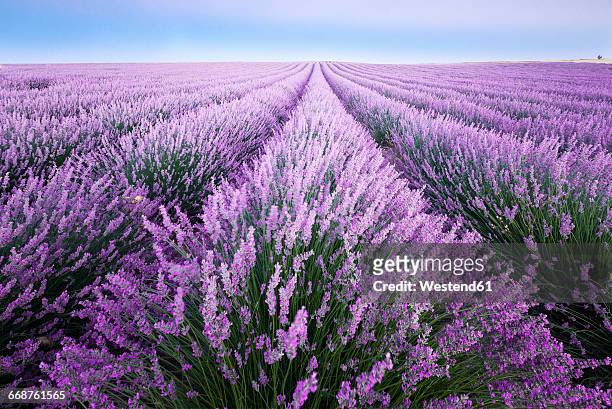 france, provence, lavender fields - lavendelfarbig stock-fotos und bilder