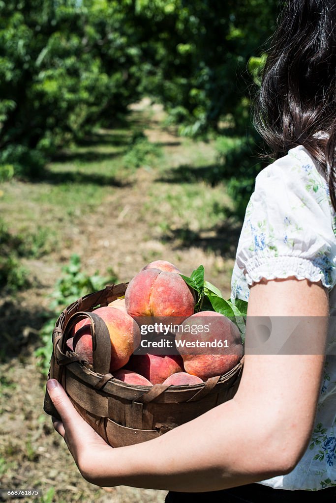 Woman holding basket with peaches in orchard