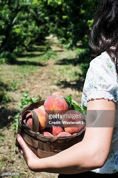 woman holding basket with peaches in orchard - peach orchard stock pictures, royalty-free photos & images