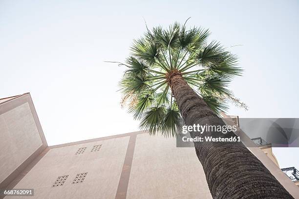 greece, missolonghi, palm tree between buildings - missolonghi stock-fotos und bilder