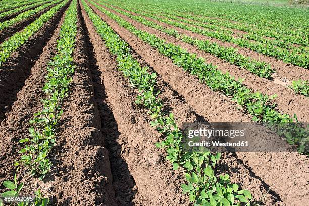 young plants on peanut plantation - peanuts field imagens e fotografias de stock