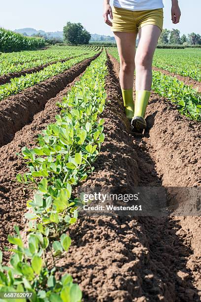 woman walking in field with young peanut plants - peanut crop stock pictures, royalty-free photos & images