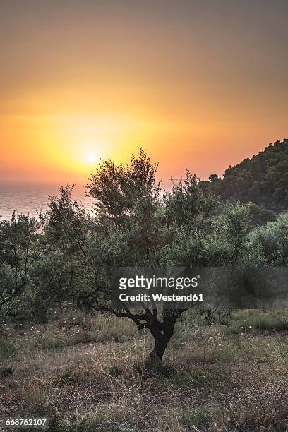 greece, kalamata, olive trees, sea and sunset - kalamata olive fotografías e imágenes de stock