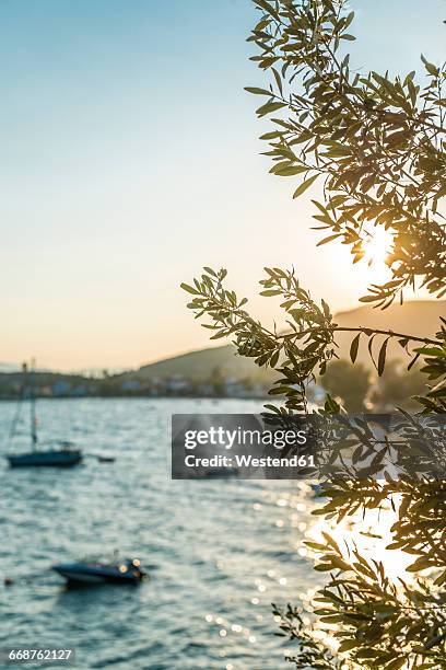 greece, kala nera, olive tree at the sea at sunset - olive tree stock pictures, royalty-free photos & images