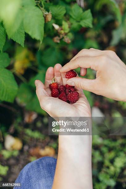 picking raspberries - berries and hand stock pictures, royalty-free photos & images