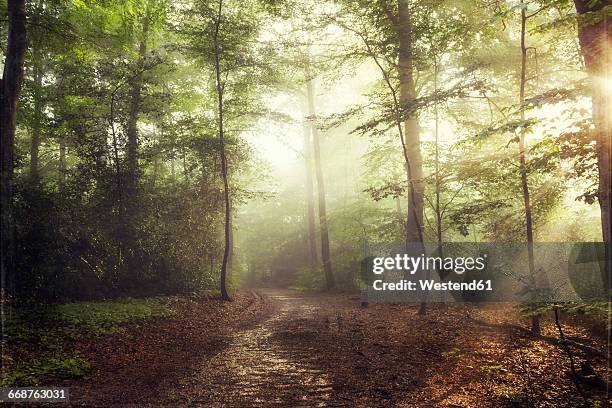 deciduous forest in spring against the sun - landweg stock-fotos und bilder