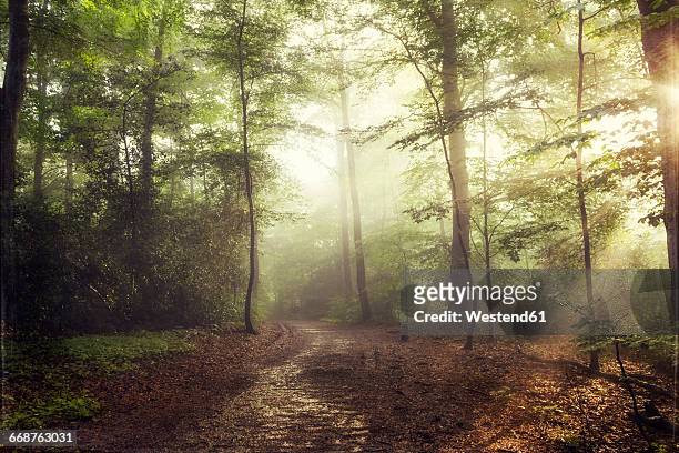 deciduous forest in spring against the sun - light natural phenomenon stock pictures, royalty-free photos & images