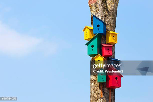 colorful birdhouses on tree - bird house 個照片及圖片檔