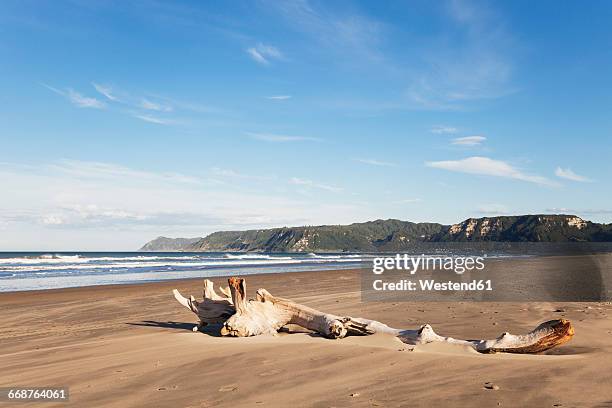 new zealand, north island, east cape, region te araroa, driftwood on beach, south pacific ocean - bay of plenty region stock pictures, royalty-free photos & images