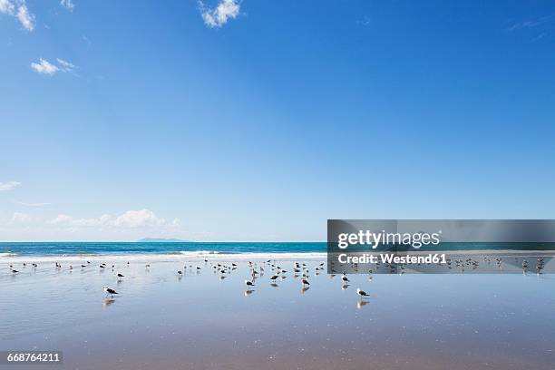 new zealand, north island, coromandel region, waihi beach, southern black-backed seagulls, dominican gull, larus dominicanus - kelp gull stock pictures, royalty-free photos & images