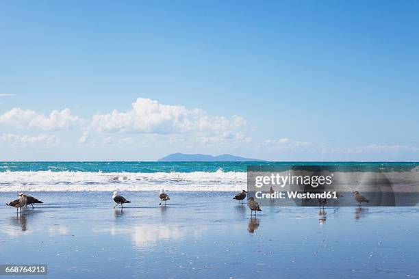 new zealand, north island, coromandel region, waihi beach, southern black-backed seagulls, dominican gull, larus dominicanus - kelp gull stock pictures, royalty-free photos & images
