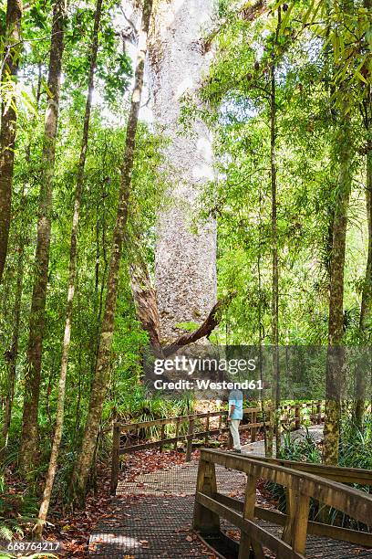 new zealand, north island, northland, waipoua kauri forest, man gazing at huge kauri tree - ワイポウア ストックフォトと画像