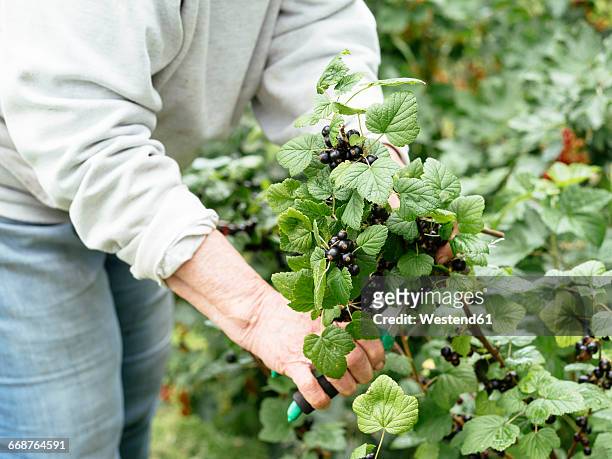 senior woman harvesting blackcurrants by cutting of a branch - black currant stockfoto's en -beelden