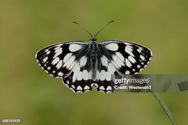 marbled white - symmetry butterfly stock pictures, royalty-free photos & images