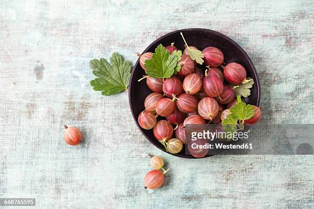 bowl of red gooseberries - uva spina foto e immagini stock