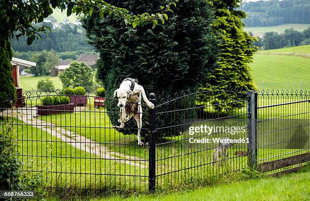 dog climbing over fence - fly bildbanksfoton och bilder