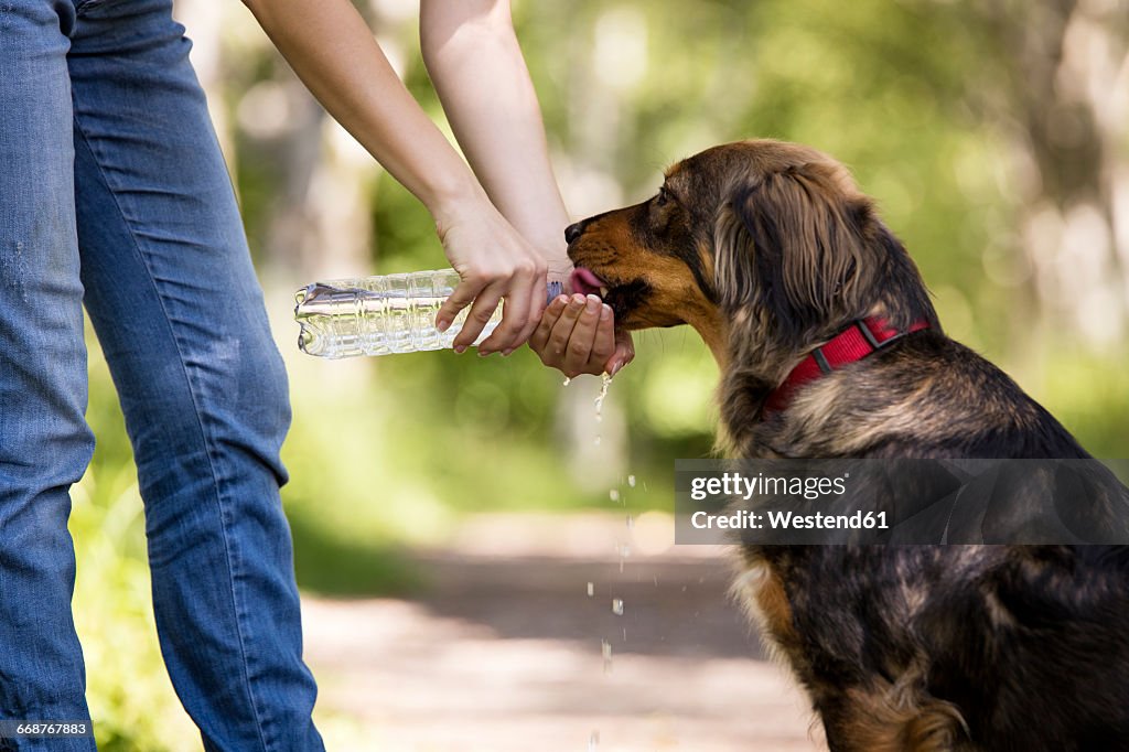 Woman giving her dog water to drink