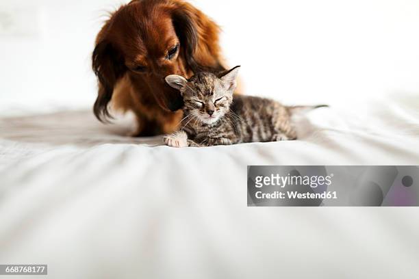 long-haired dachshund and tabby kitten together on bed - long haired dachshund fotografías e imágenes de stock