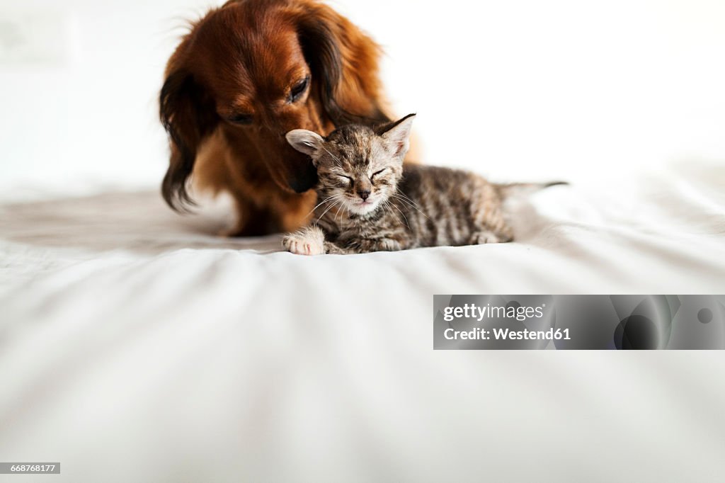 Long-haired dachshund and tabby kitten together on bed