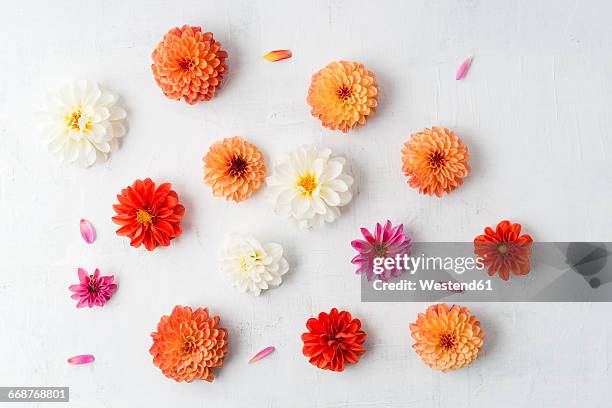 blossoms of different dahlias on white ground - petal bildbanksfoton och bilder