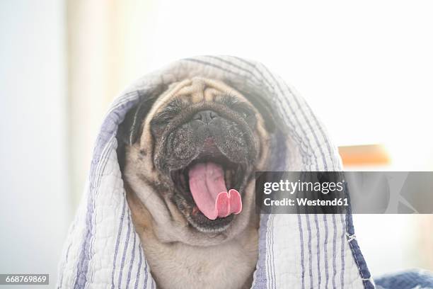 yawning pug with blanket on his head - tongue stock pictures, royalty-free photos & images