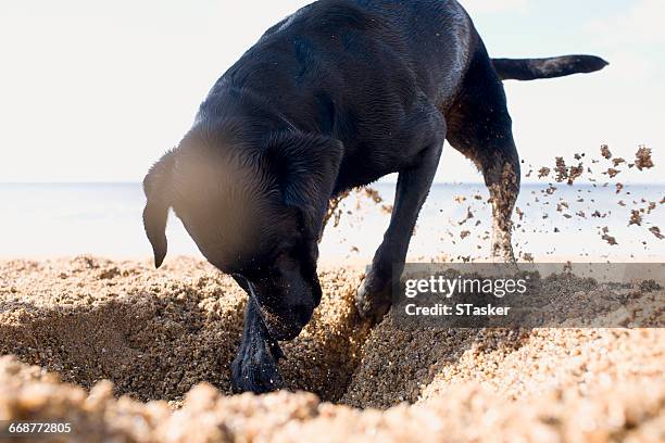 dog digging on beach - dogs in sand stock pictures, royalty-free photos & images