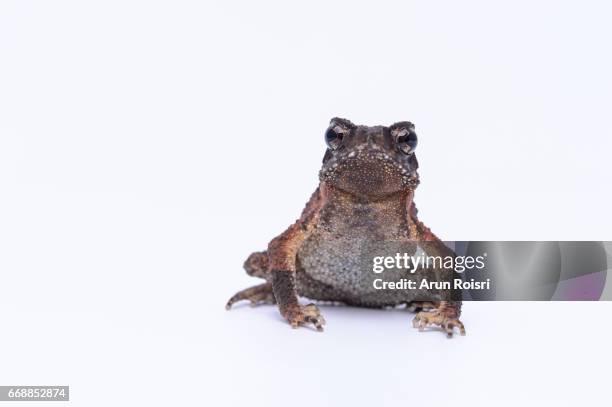 malayan dwarf toad, malayan stream toad (ingerophynus divergens) - common toad stock pictures, royalty-free photos & images