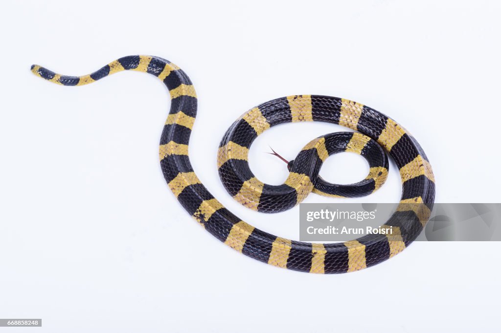 Banded krait - Bungarus fasciatus