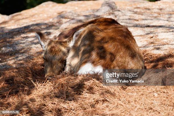 wild deer sleeping on the ground, miyajima, hiroshima, japan - 朗らか stock pictures, royalty-free photos & images
