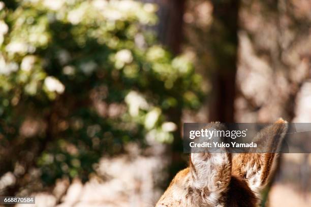 close-up ears of deer resting on the ground, miyajima, hiroshima, japan - 朗らか stock pictures, royalty-free photos & images