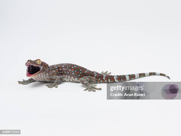 tokay, gecko, calling gecko - gekko gecko - tokay gecko stock pictures, royalty-free photos & images