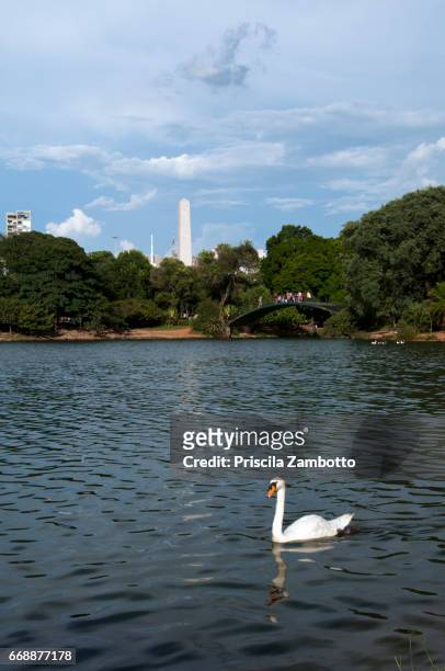 lakefront and city skyline of sao paulo, brazil - ibirapuera park fotografías e imágenes de stock