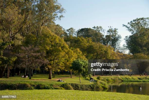 ibirapuera park, sao paulo, brazil - ibirapuera stock-fotos und bilder