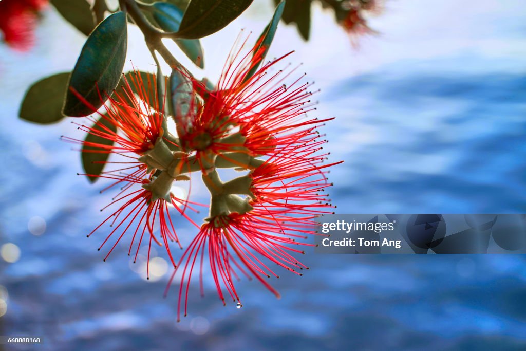 Natural patterns and nature to use as backgrounds.