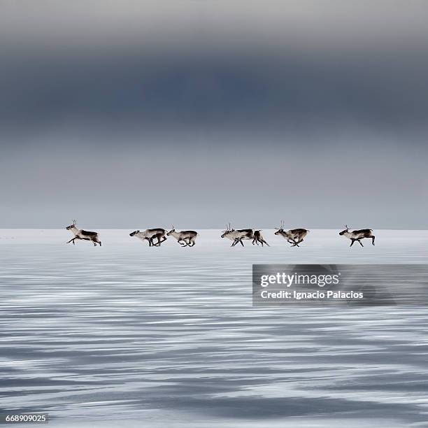 reindeers (caribour) rangifer tarandus in the snow - 動物の一団 ストックフォトと画像