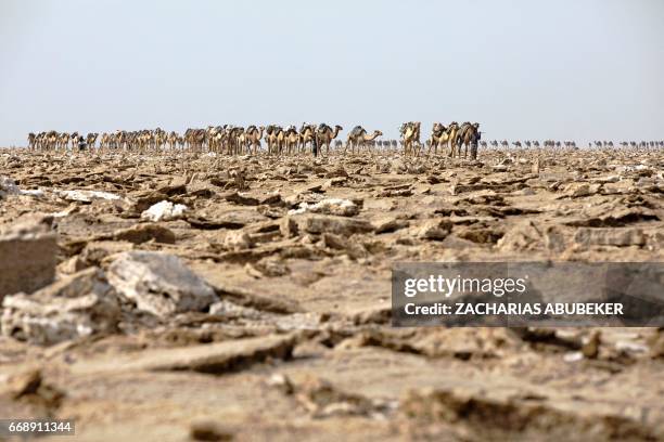 Camel caravan enters the salt mining area of the Danakil Depression on 28 March 2017, in Afar. - Every morning, hundreds of men converge on a dry...