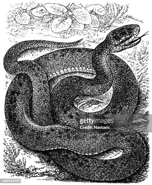 austrian krone (smooth snake) - coronella austriaca stock illustrations