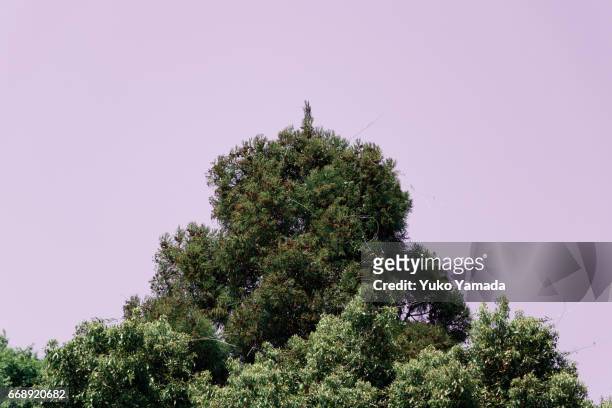 human shaped tree over manipulated color of sky - 奇妙 fotografías e imágenes de stock