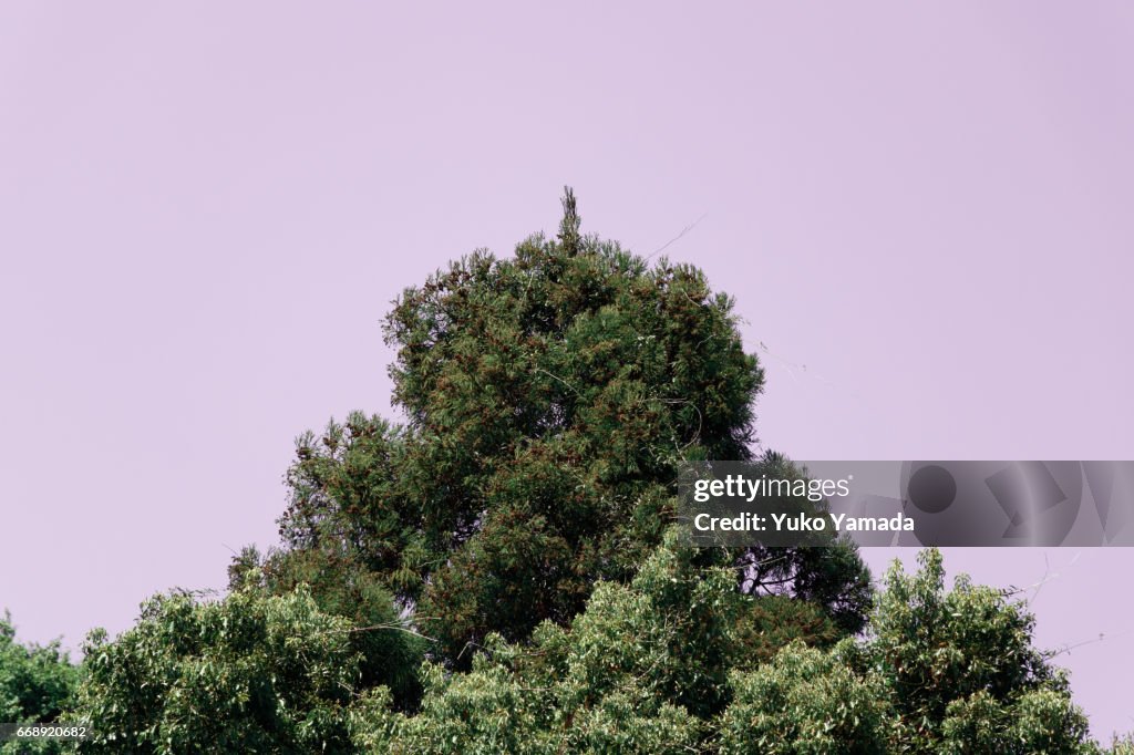 Human Tree Shape Human Shaped Tree Over Manipulated Color Of Sky High-Res Stock Photo ...