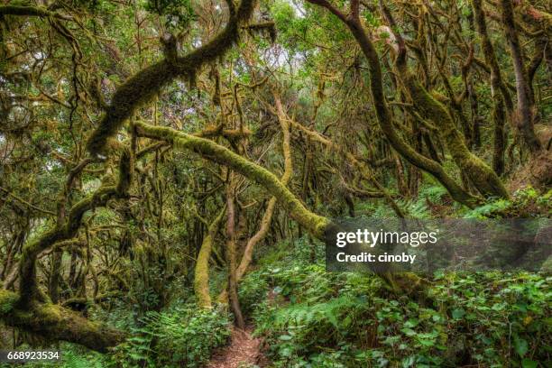 laurisilva / niebla bosque en el parque nacional de garajonay en la gomera / españa - bosque primario fotografías e imágenes de stock