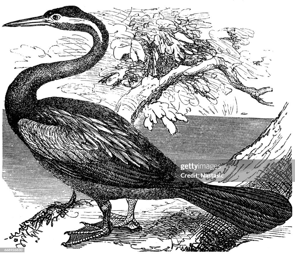 The anhinga (Anhinga anhinga),snakebird, darter, American darter, or water turkey