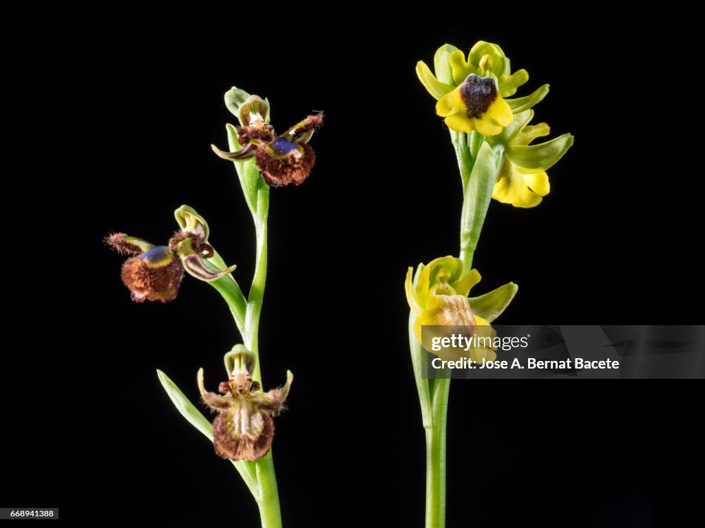 Mirror Orchid (Ophrys speculum), Yellow ophrys (Ophrys lutea) Valencia, Spain