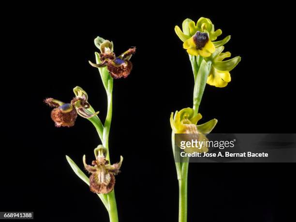 mirror orchid (ophrys speculum), yellow ophrys (ophrys lutea) valencia, spain - frescura stockfoto's en -beelden