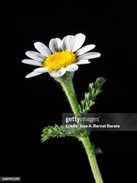 close-up of white daisy flower, on black background,  valencia, spain - cabeza de flor foto e immagini stock