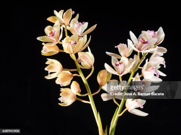 branch of orchids (ophrys cymbidium) , studio shot on a black background cut-out - frescura stock pictures, royalty-free photos & images
